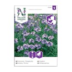Frö Trädgårdsnattviol Nelson Garden violett