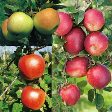 Familjeträd Omnia Garden Äpple