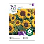 Frö Solros Nelson Garden Waooh! Låg