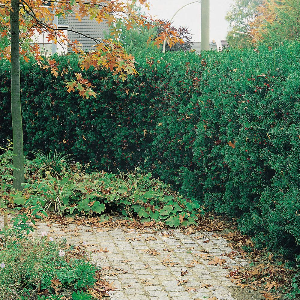 Hybrididegran Omnia Garden Hillii 30-40 cm