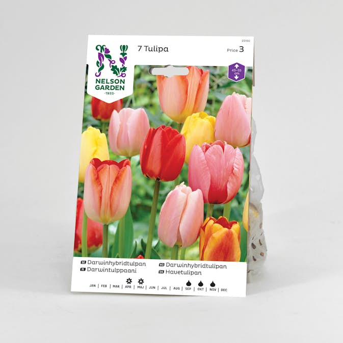 Tulpan Nelson Garden Darwin Blandade Färger