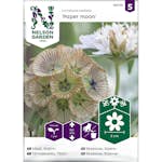 Stjärnvädd Nelson Garden Paper moon