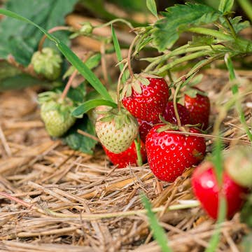 Smulgubbe Rebecka Omnia Garden