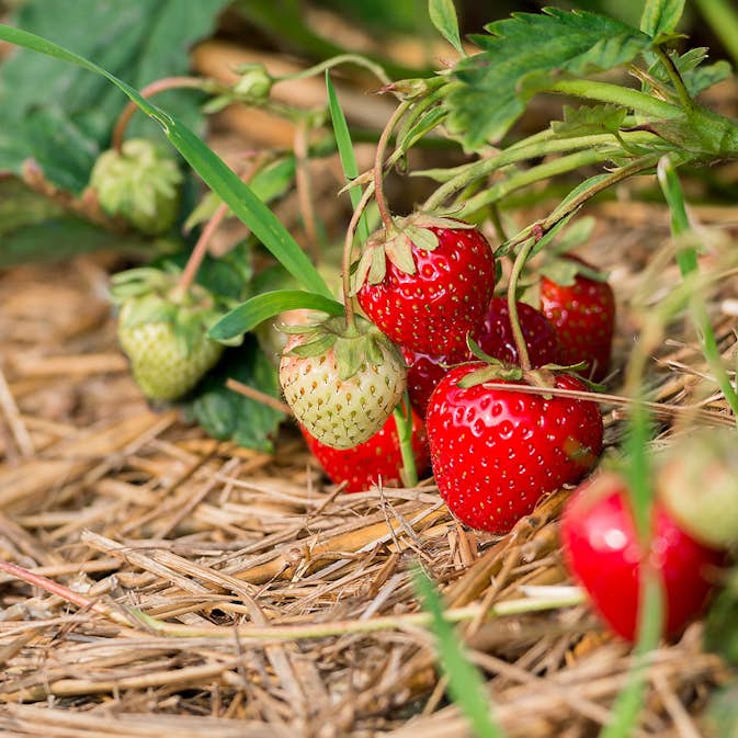 Smulgubbe Rebecka Omnia Garden