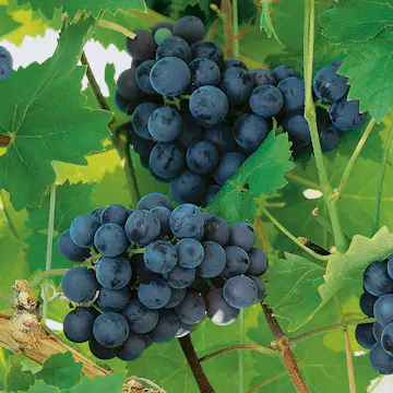 Ranka Blå Vindruvor Omnia Garden 30-50 cm