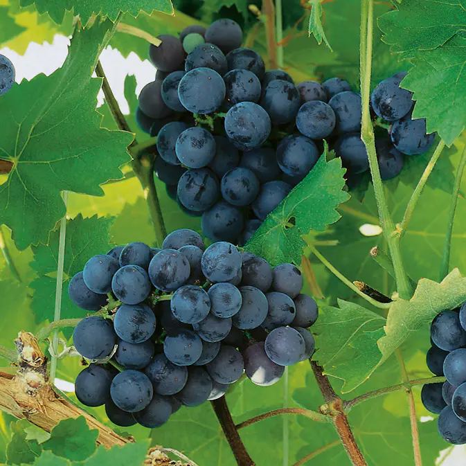 Ranka Blå Vindruvor Omnia Garden 30-50 cm