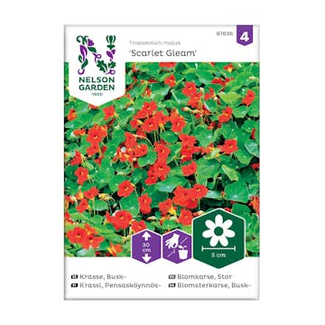 Frö Buskkrasse Nelson Garden Scarlet Gleam Röd