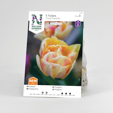 Tulpan Nelson Garden Tidig Fylld Foxy Foxtrot