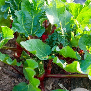 Rabarber Omnia Garden Barbro