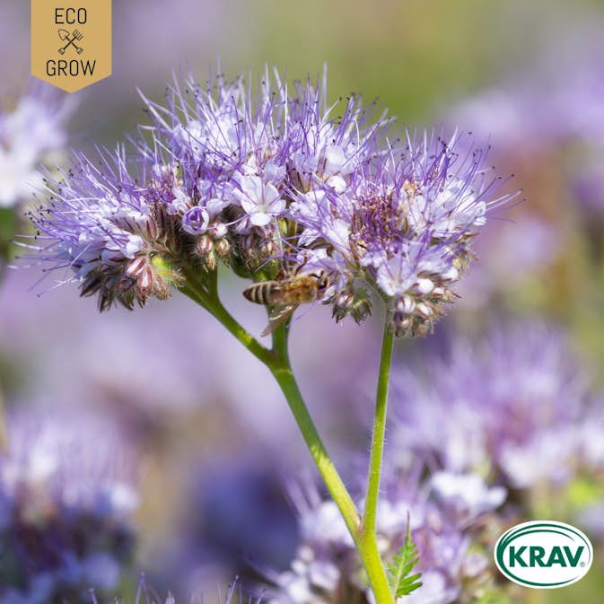 Fröpåse Eco Grow Honungsfacelia Phacelia Tanacetifolia