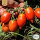 Fröpåse Eco Grow Vintertomat Principe Borghese