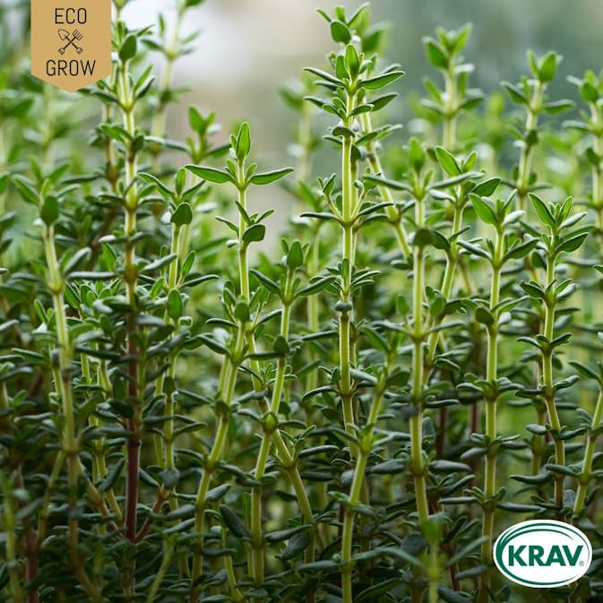 Fröpåse Eco Grow Timjan Thymus Vulgaris