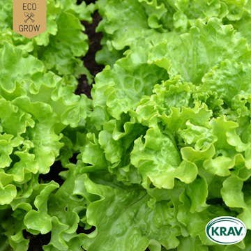 Fröpåse Eco Grow Plocksallat Green Salad Bowl