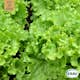 Fröpåse Eco Grow Plocksallat Green Salad Bowl