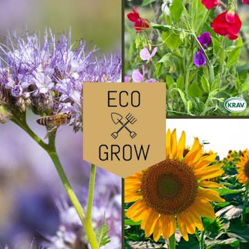 Blomfröer Eco Grow Pollinatörmix - Blommor för Bin