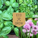 Kryddfröer & örter Eco Grow Örtkit Klassiska Köksträdgården