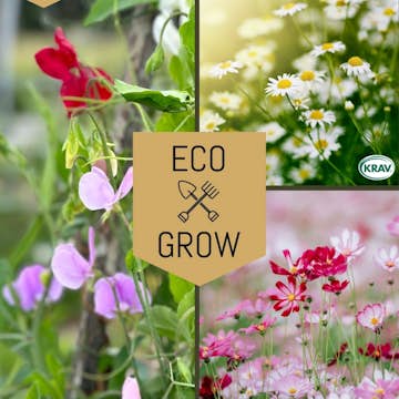 Blomfröer Eco Grow Doftande Trädgårdsblommor Kit