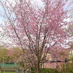 Bergkörsbär Omnia Garden Japanskt Prydnadsträd 300-400 cm, Rosa/Mörkröd Blomning, Alleträd, Högstamsträd