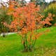 Planta Häggmispel Omnia Garden 20-40cm Krukodlade
