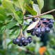 Planta Svartaronia Omnia Garden Aronia mel Hugin 20-40cm