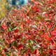 Planta Svartaronia Omnia Garden Aronia mel Hugin 20-40cm