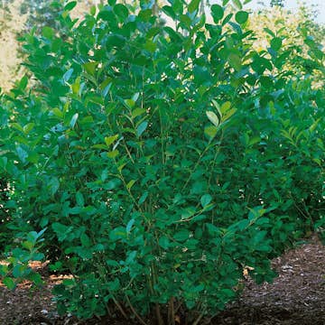 Planta Slånaronia Omnia Garden Elata 20-40 cm Krukodlade