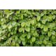 Planta AvenBok Omnia Garden 20-40cm Krukodlade