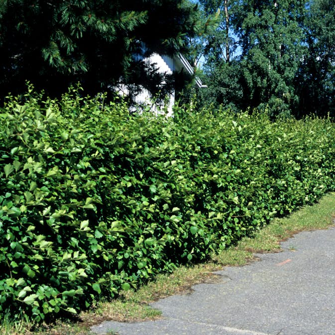 Planta Häckhagtorn Omnia Garden Crataegus Grayana 20-40cm