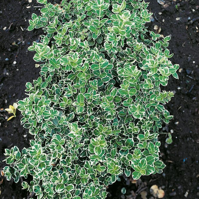 Marktäckare Omnia Garden Klätterbenved Euonymus fort. Emerald Gaiety