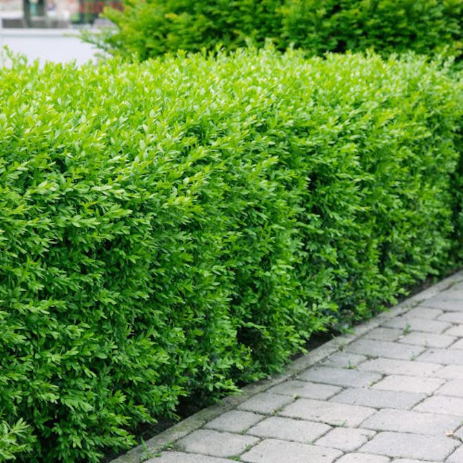 Planta Vinterliguster Atrovirens Omnia Garden Krukodlade