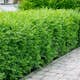 Planta Vinterliguster Atrovirens Omnia Garden Krukodlade
