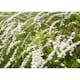 Planta Norsk brudspirea Omnia Garden 20-40cm Krukodlade