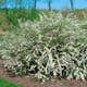 Planta Norsk brudspirea Omnia Garden 20-40cm Krukodlade