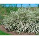 Planta Norsk brudspirea Omnia Garden 20-40cm Krukodlade