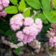 Planta Dvärgpraktspirea Omnia Garden 10-20cm, Krukodlade