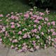 Planta Dvärgpraktspirea Omnia Garden 10-20cm, Krukodlade
