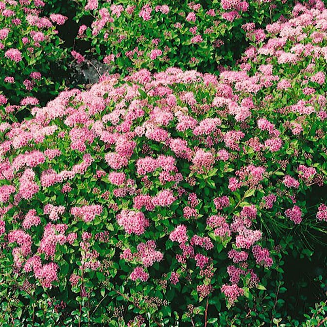 Planta Dvärgpraktspirea Omnia Garden 10-20cm, Krukodlade