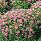 Planta Dvärgpraktspirea Omnia Garden 10-20cm, Krukodlade