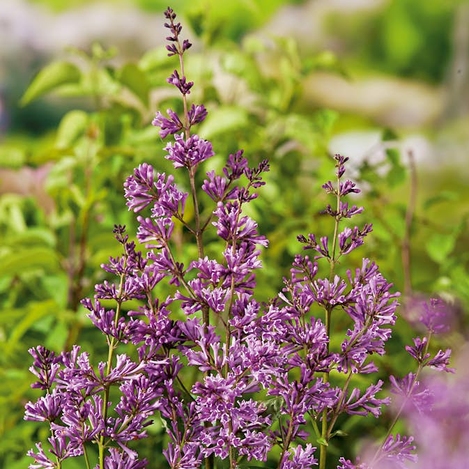 Häck Omnia Garden Ungersk Syrén "Oden E"