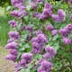 Planta Vanlig Syrén Omnia Garden 20-40cm Krukodlade