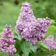 Planta Vanlig Syrén Omnia Garden 20-40cm Krukodlade