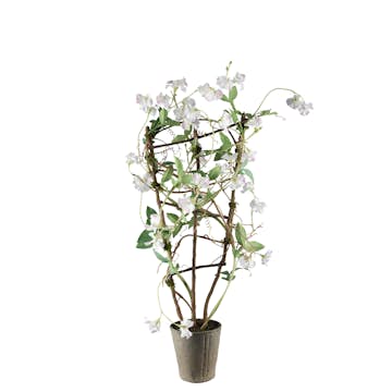 Konstväxt Mr Plant Luktärt