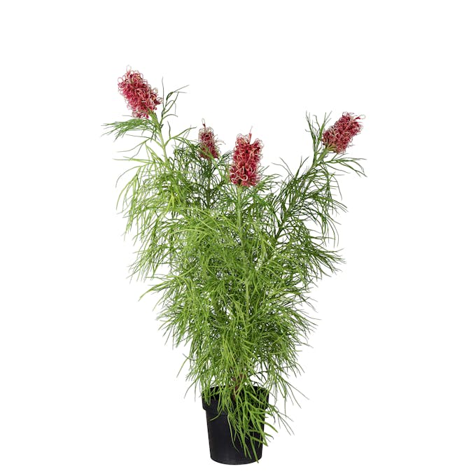 Konstväxt Mr Plant Grevillea