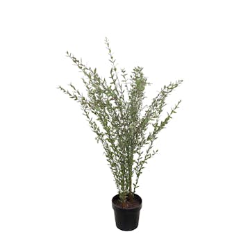 Konstväxt Mr Plant Eucalyptus 95-170