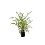 Konstväxt Mr Plant Ormbunke 80-90