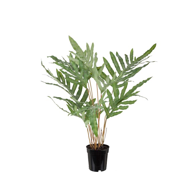 Konstväxt Mr Plant Ormbunke 75