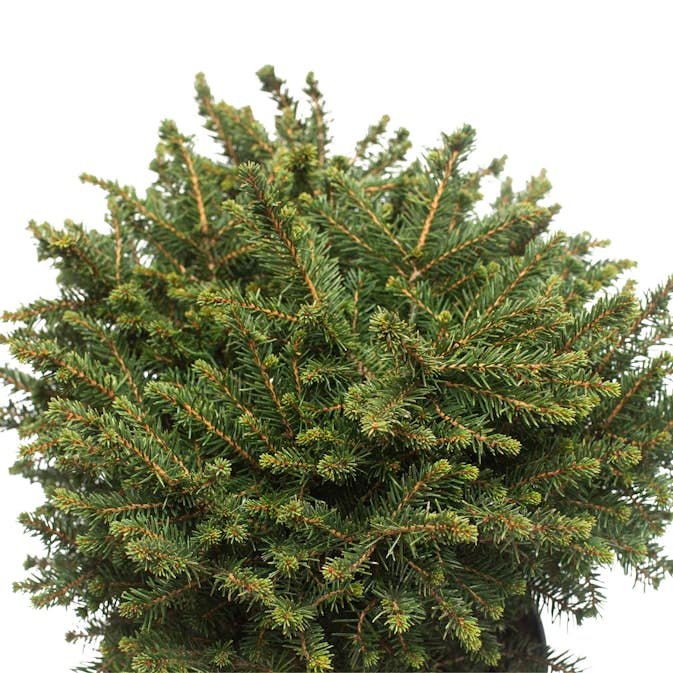 Serbisk Dvärggran Omnia Garden Karel