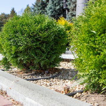 Tuja Omnia Garden Little Giant