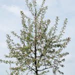 Prydnadsträd Prydnadsapel Omnia Garden Evereste