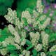 Prydnadsträd Omnia Garden Lagerhägg 'Mano' 80-100 cm - Vintergrönt & Doftande Blommor